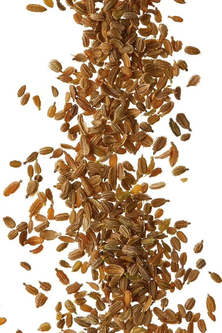 Fresh Carrot Seeds